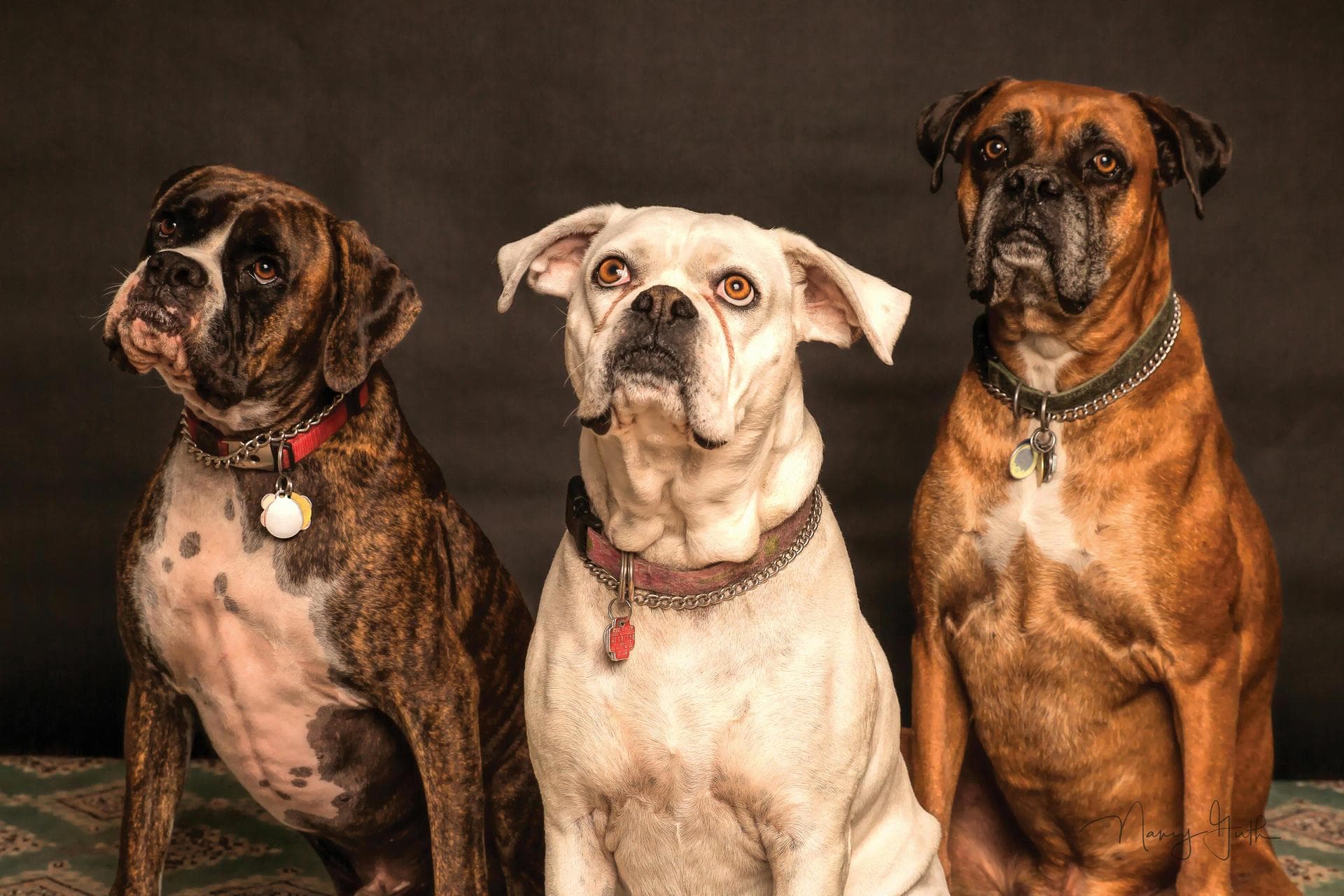 Dog & Cat Vets in Morristown