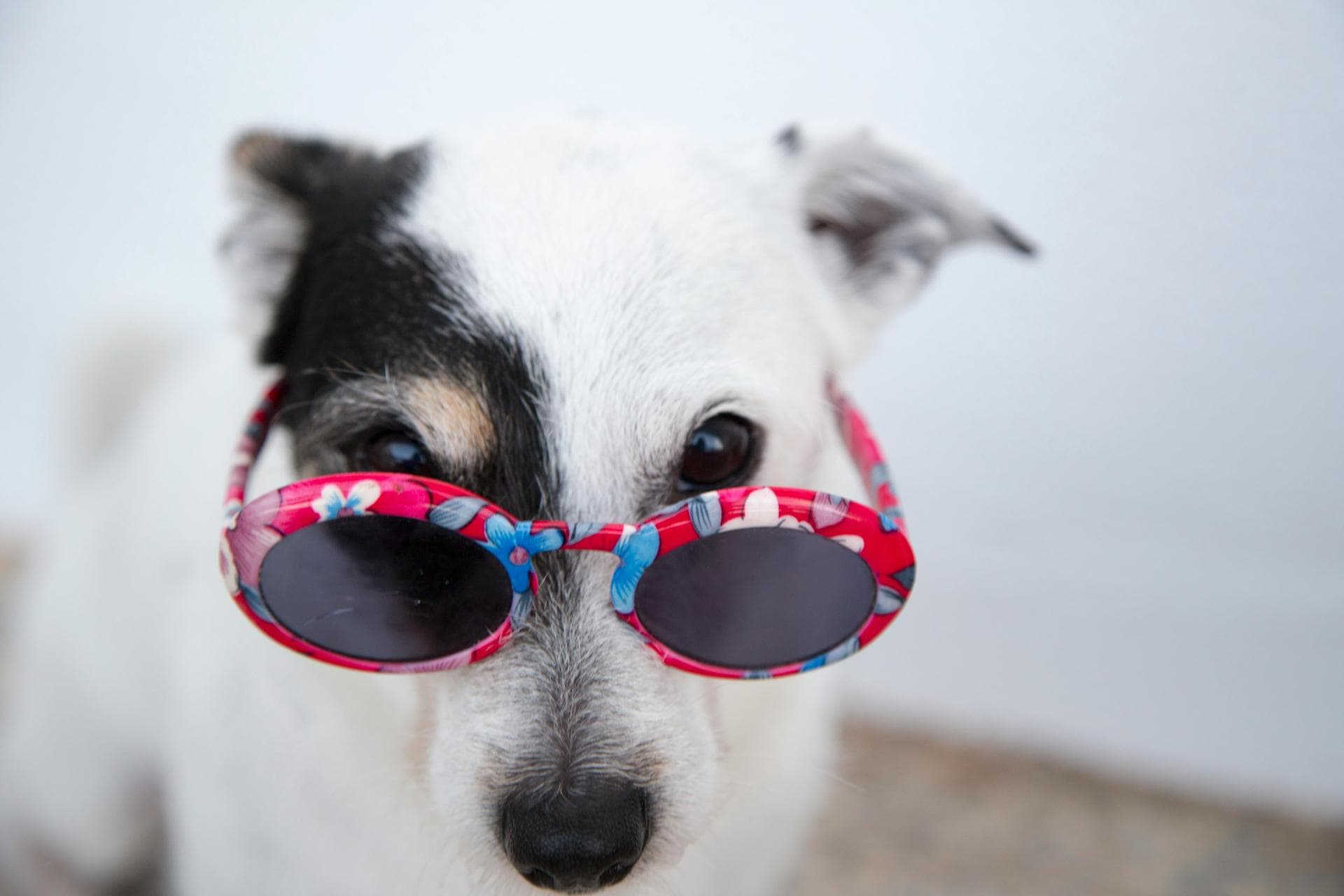 Dog & Cat Vets in Colchester
