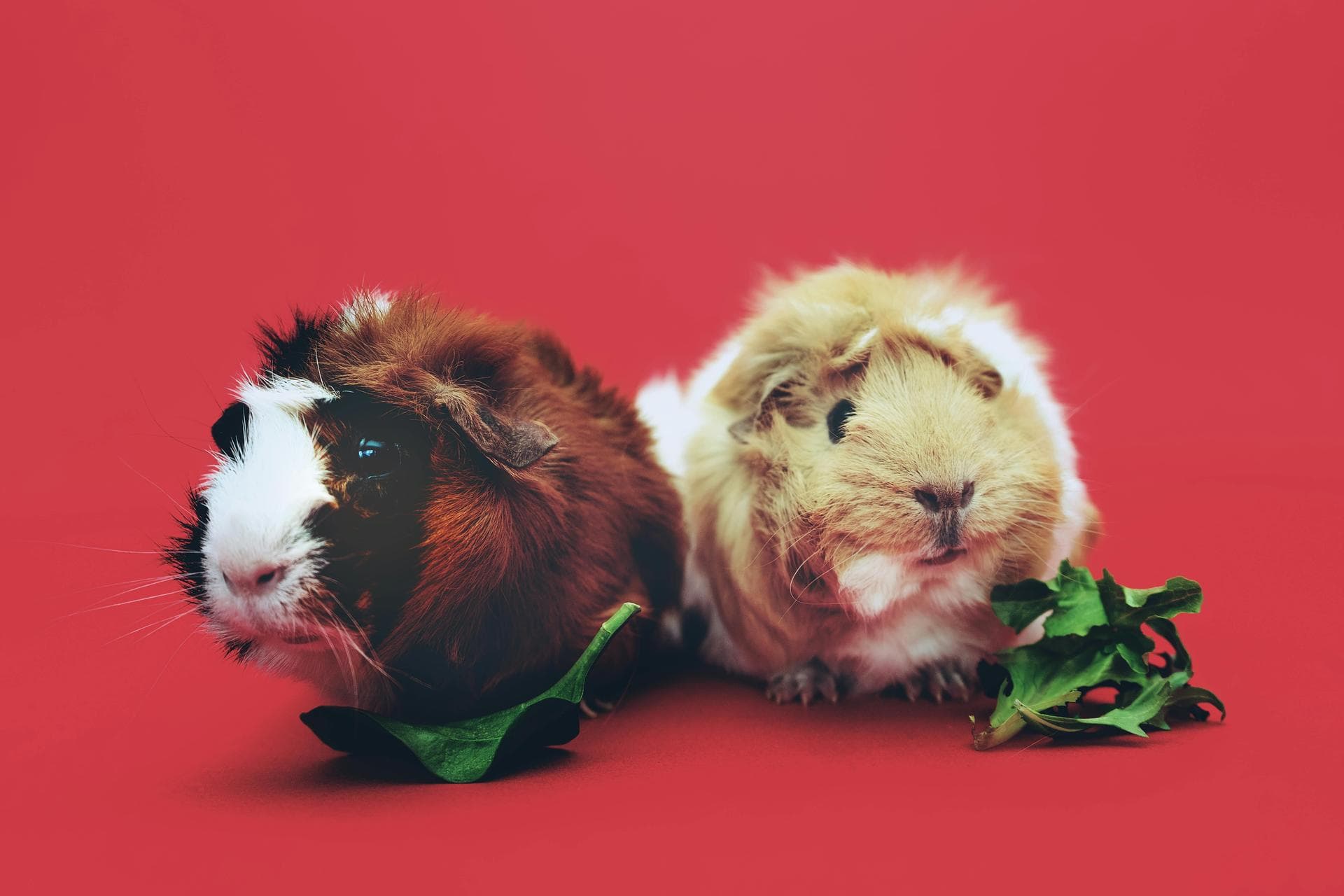 Dog & Cat Vets in Bennington