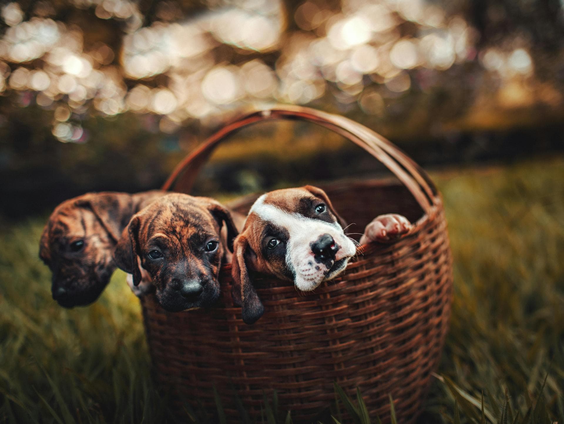 Dog & Cat Vets in Bennington