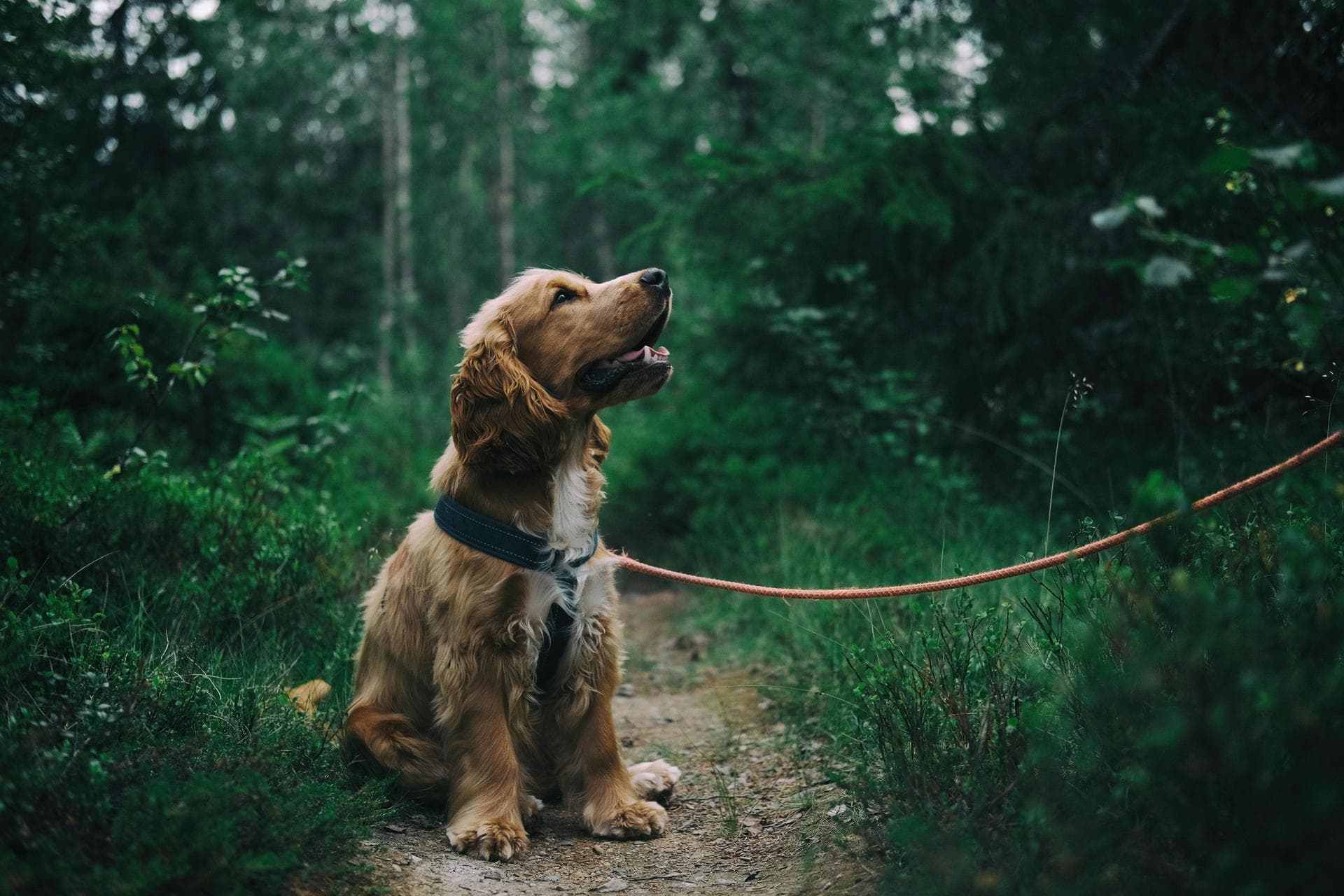 Dog & Cat Vets in Williston