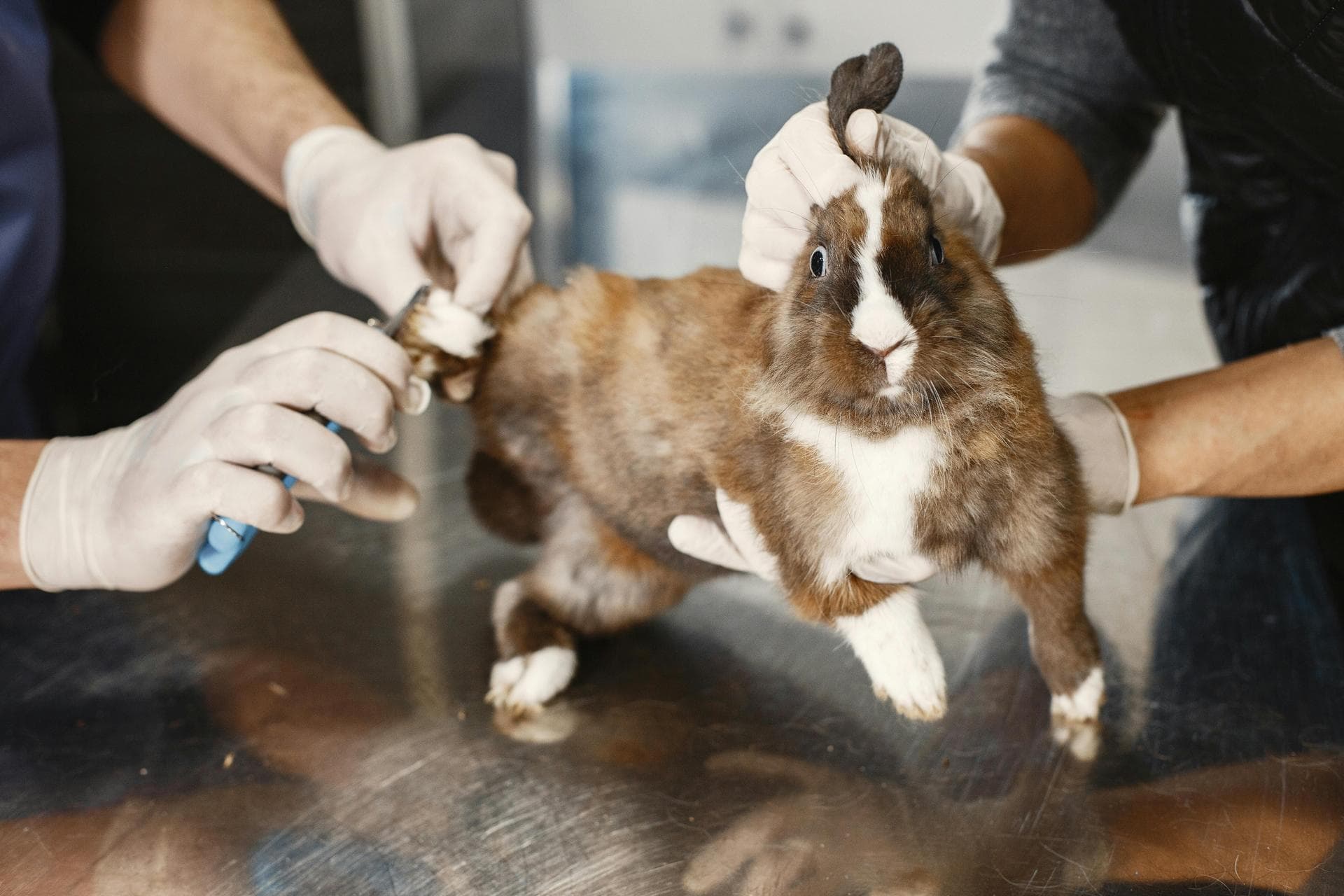 Dog & Cat Vets in Springfield