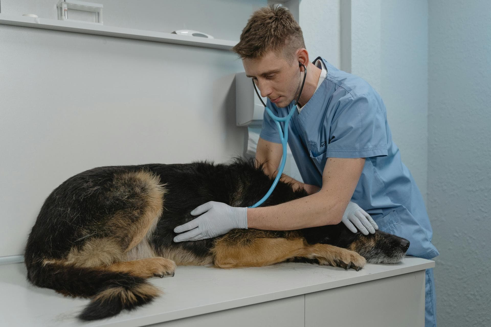 Dog & Cat Vets in Ludlow