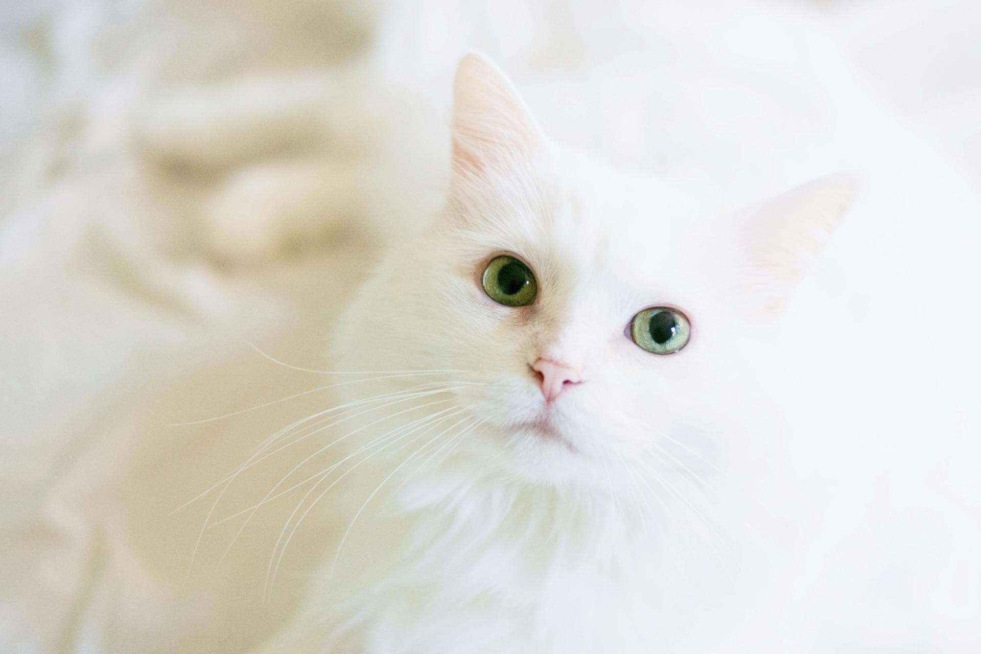Dog & Cat Vets in Windsor